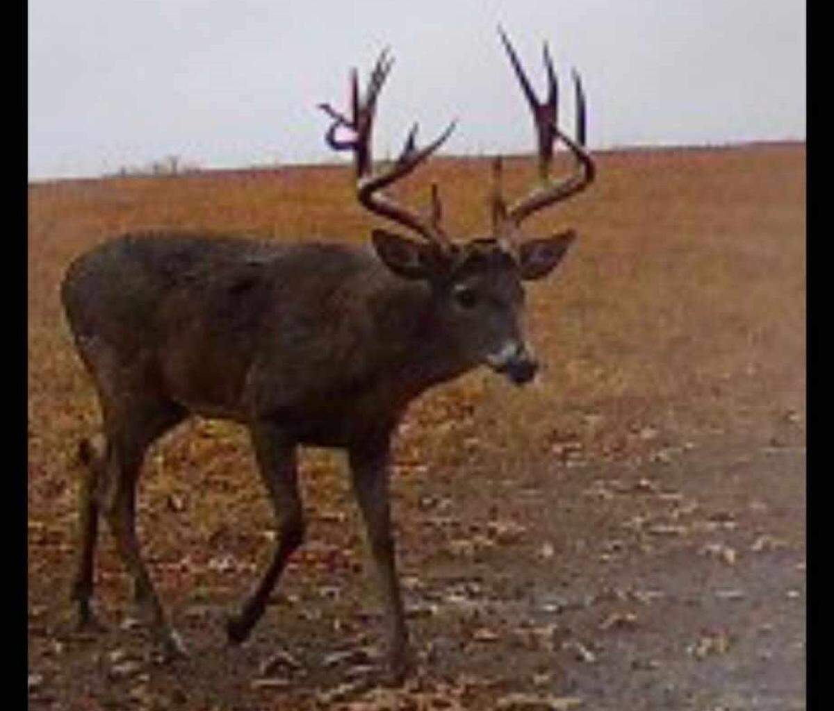 A 2023 photo of Dallas Birk’s deer.