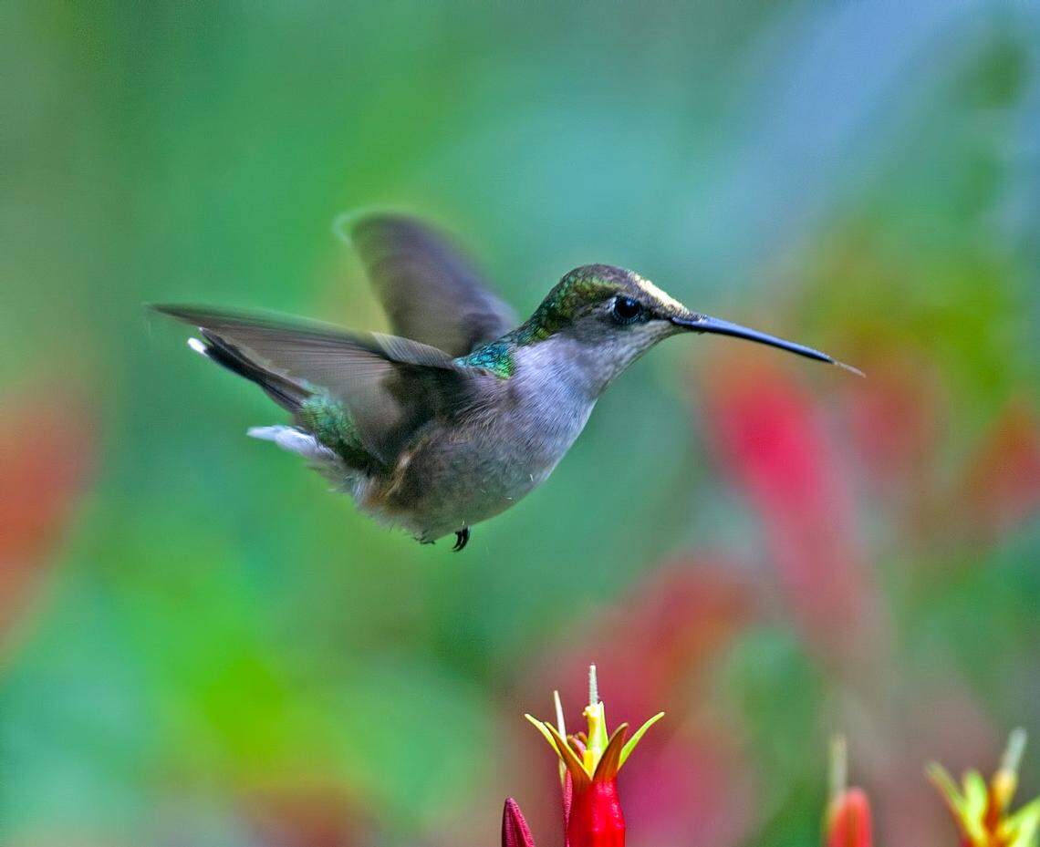 Marc Parnell’s 41st field guide in his Birding Pro’s Field Guides series focuses on Kansas and offers handy references and fun facts on the birds who call this state home. Ruby-throated hummingbirds are common at hummingbird feeders, and they’re beginning to congregate now, Parnell said.