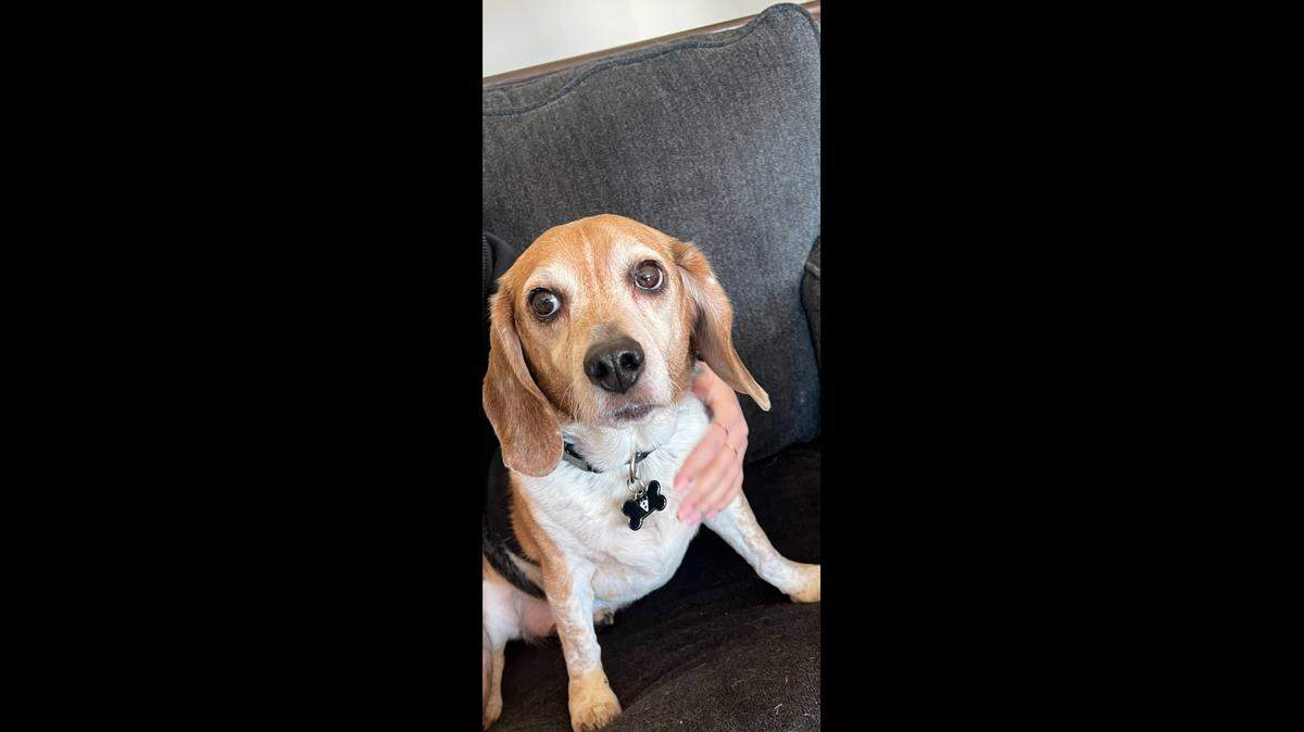 Roscoe, a 9-year-old Beagle, has been reunited with his Wichita family after being missing for eight years.