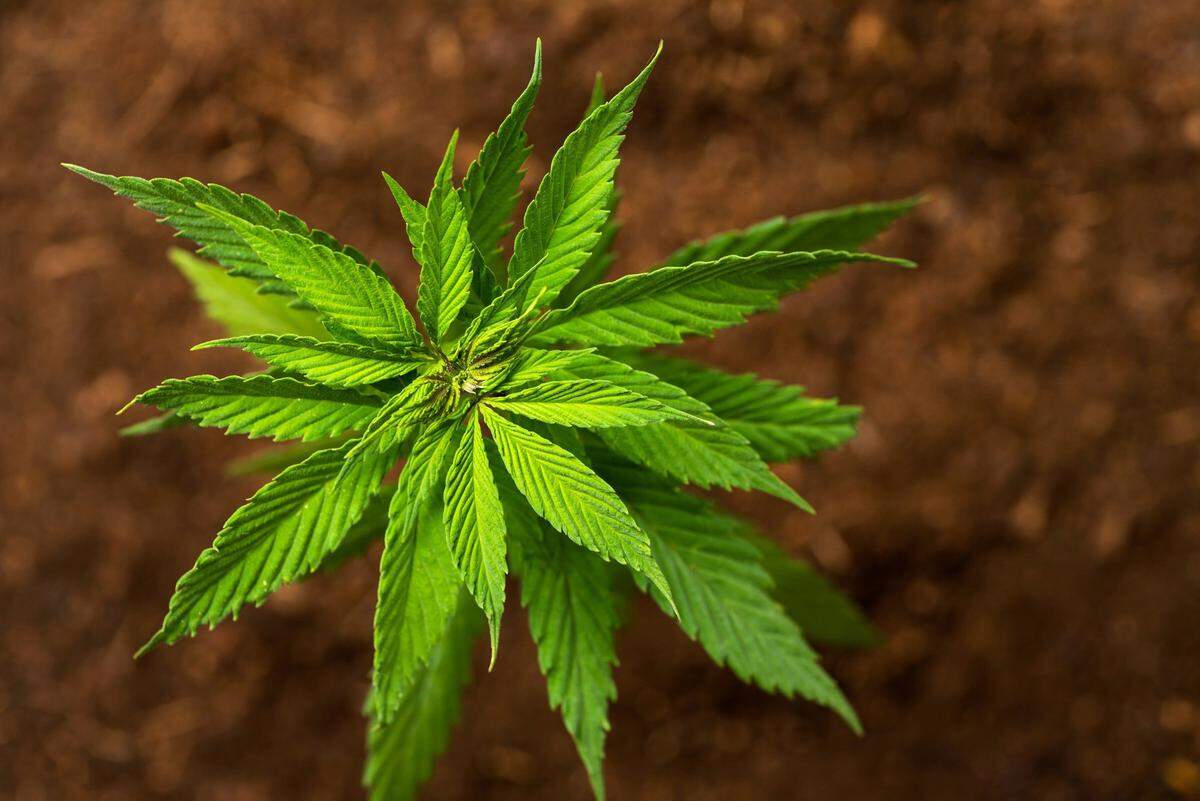 Whether or not hemp is legal starts in the fields where it’s grown, but the debate doesn’t end there.