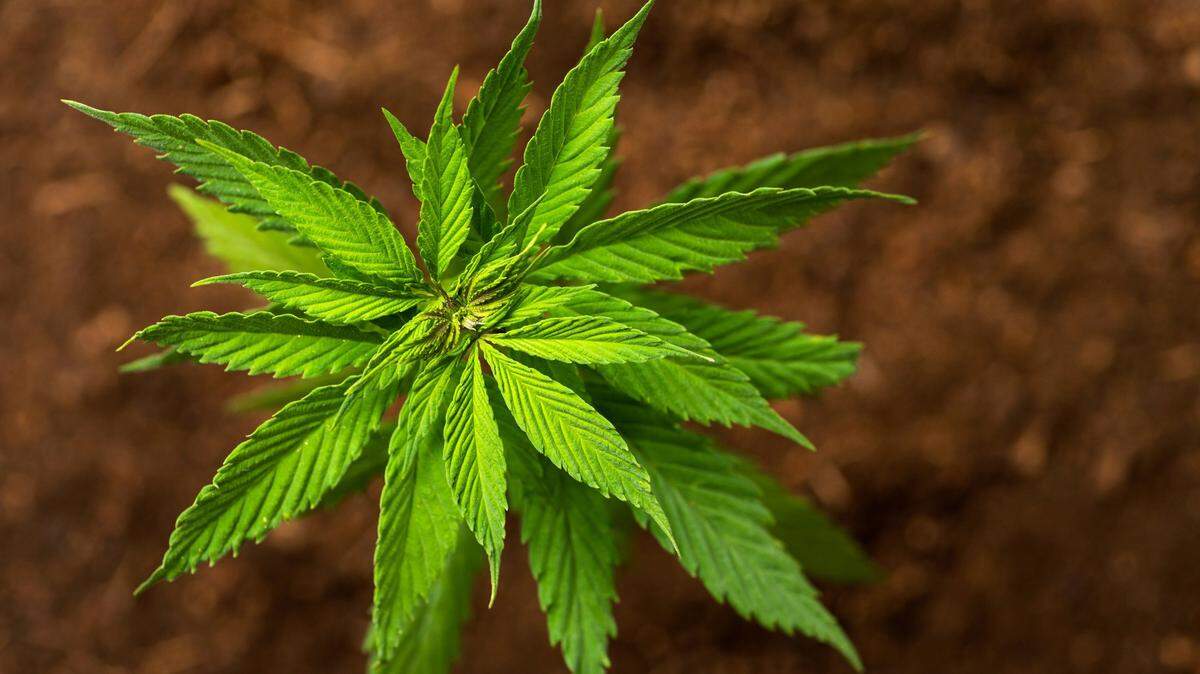 Whether or not hemp is legal starts in the fields where it’s grown, but the debate doesn’t end there.