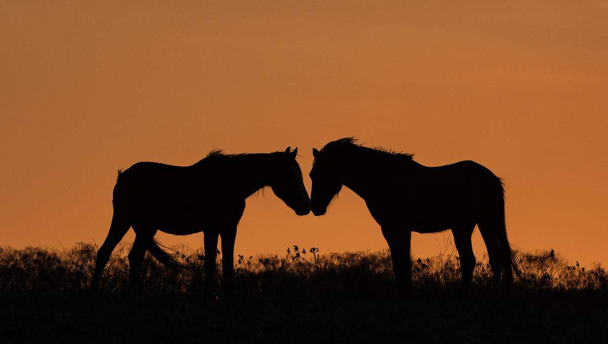 Two wild mustangs touch noses in a pasture in Greenwood County.