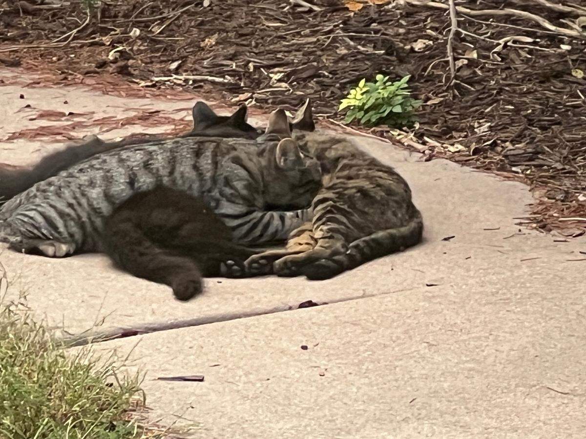 Whiskers feeding her babies on my sidewalk.