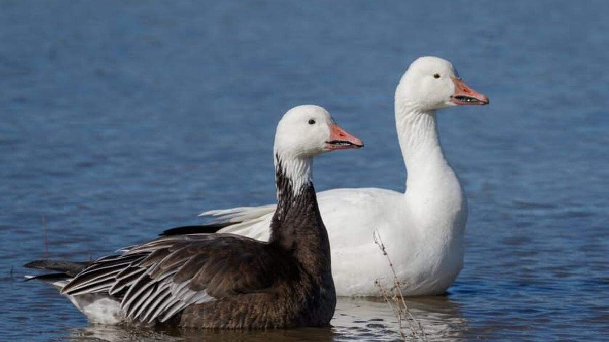 The Kansas Department of Wildlife and Parks warn people not to touch or approach wild birds after geese carrying bird flu have migrated into Kansas.