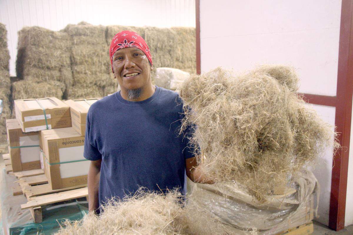 Production hand Anthony Hale shows fibers from the outside layer of hemp stalks. This bast, as it’s called, can be made into textiles, building insulation and other products.