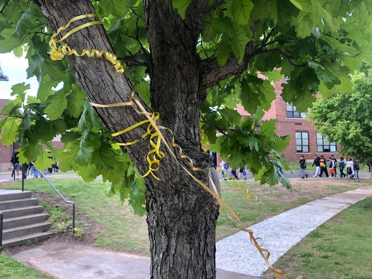 Yellow ribbons hang from a tree at Robinson Middle School on Monday. Rosemary “Rosie” McElroy, a student at the school, was killed in a car crash in downtown Wichita on Sunday.