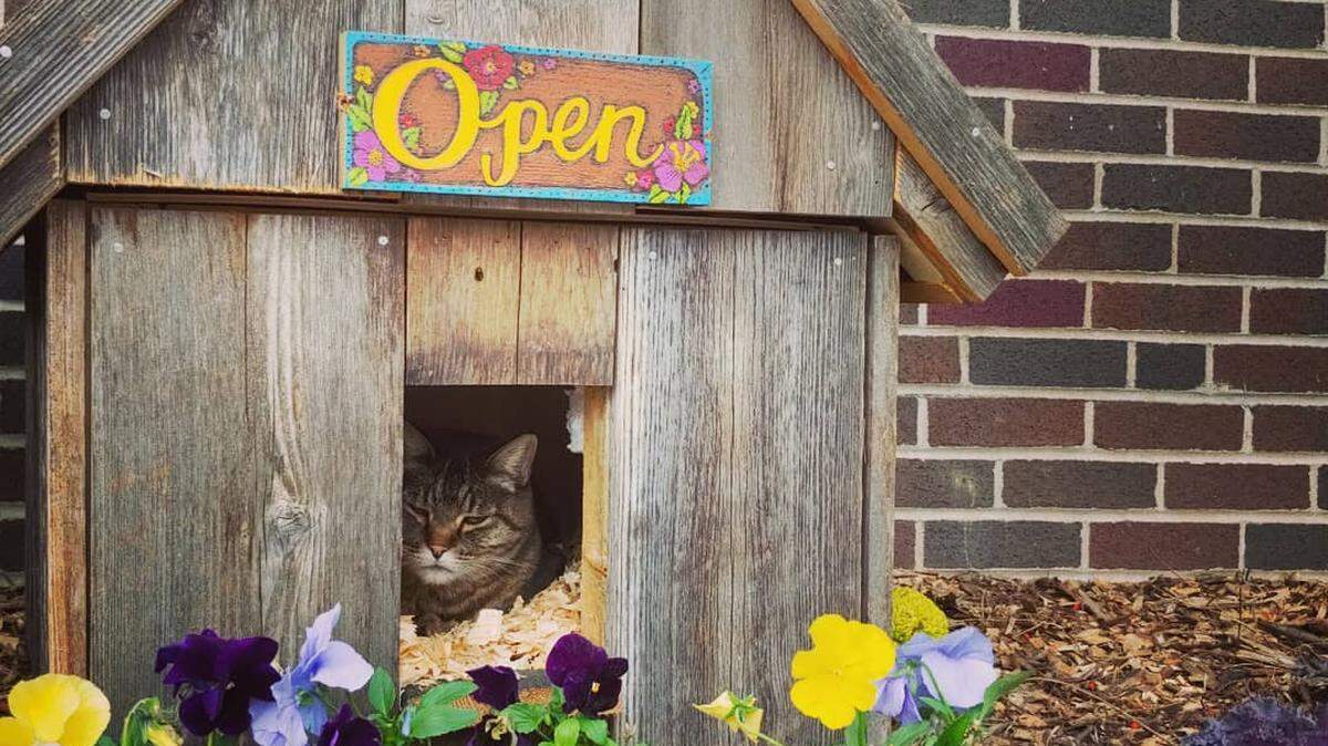 M.J. the cat is the hostess at Beautiful Day Cafe.