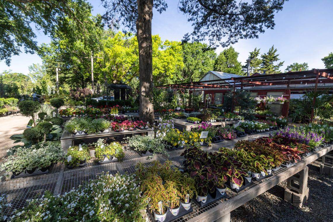 Some of the many plants for sale at Hillside Nursery, which is celebrating 100 years this year.