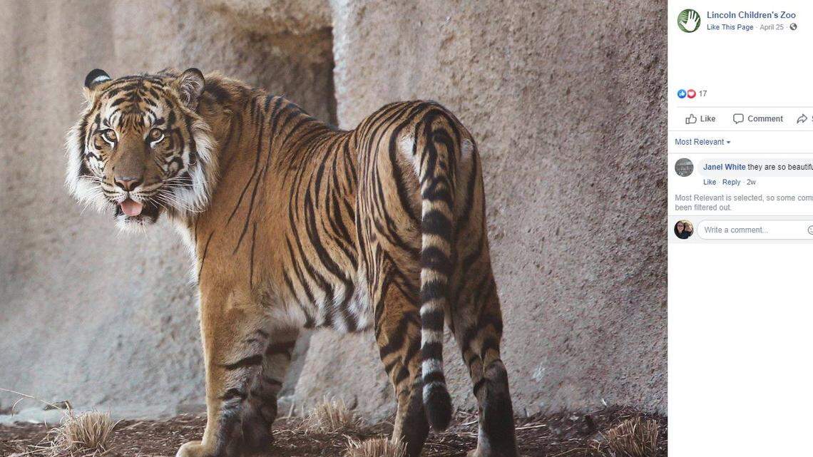 One of two new tigers at the Lincoln Children’s Zoo.
