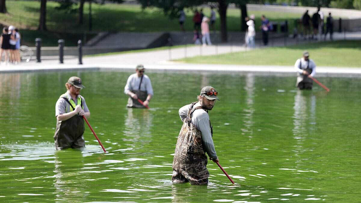 WASHINGTON, DC - JUNE 14: National Park Service employees work to clean up algae in the Lincoln Memorial Reflecting Pool following the completion of recent renovations on June 14, 2026 in Washington, DC. The reflecting pool construction project started in April and work was completed last week as part of President Donald Trump's plan ahead of the nation's 250th anniversary. (Photo by Tasos Katopodis/Getty Images)