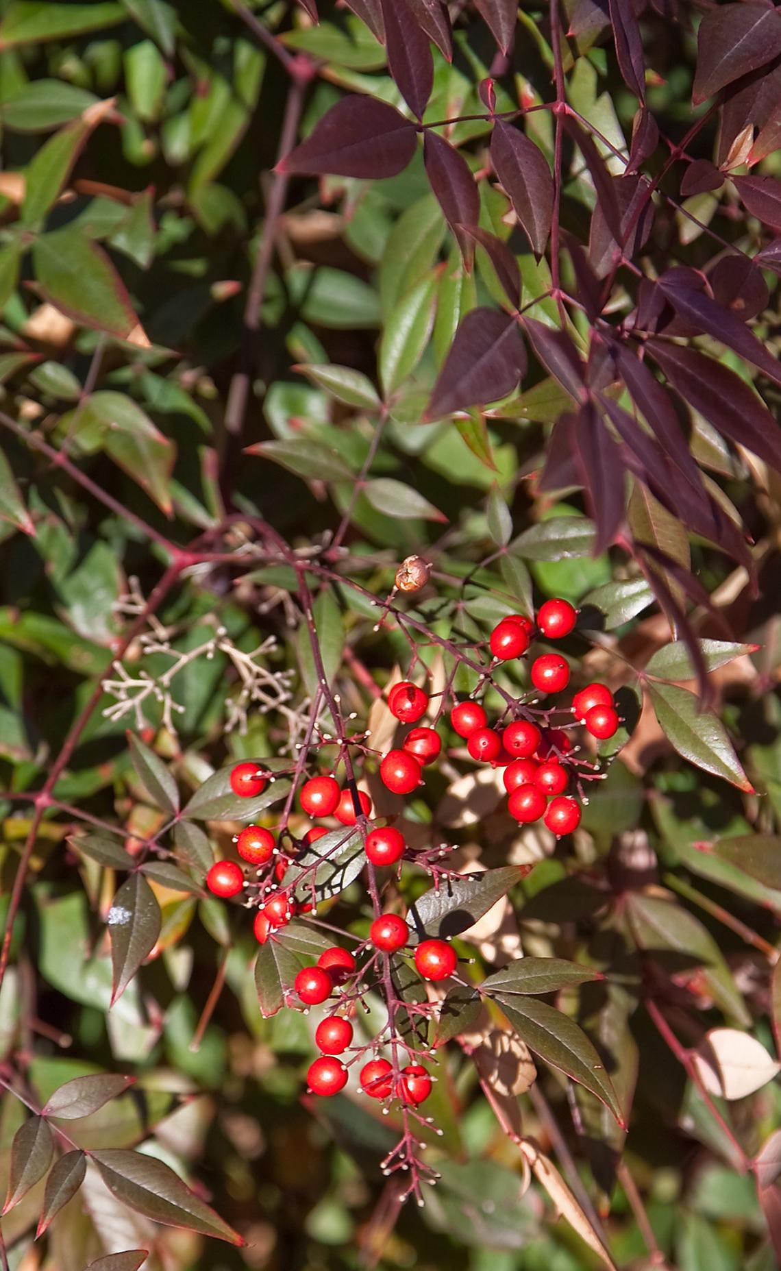 Heavenly bamboo can kill North Carolina birds.