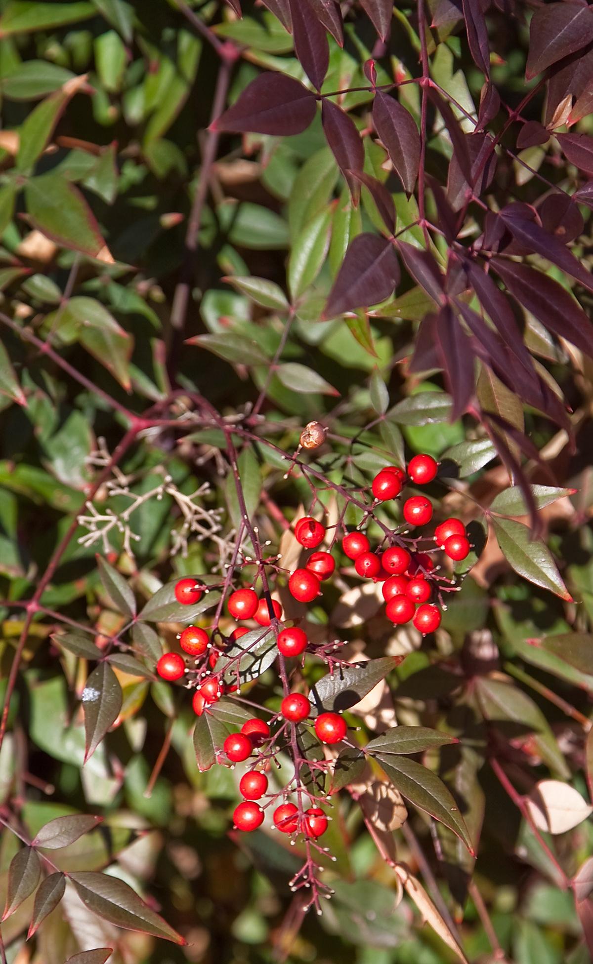 Heavenly bamboo can kill North Carolina birds.