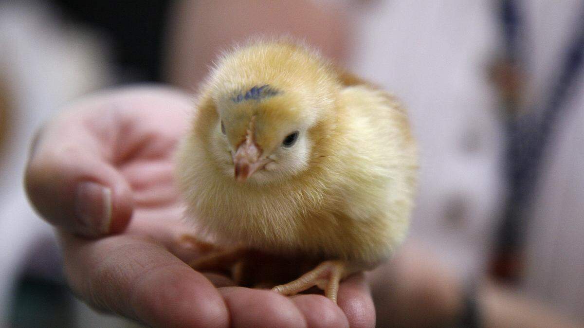 If you’re looking for a baby chick to buy in Maize, you aren’t going to be able to do it at an Atwoods store.