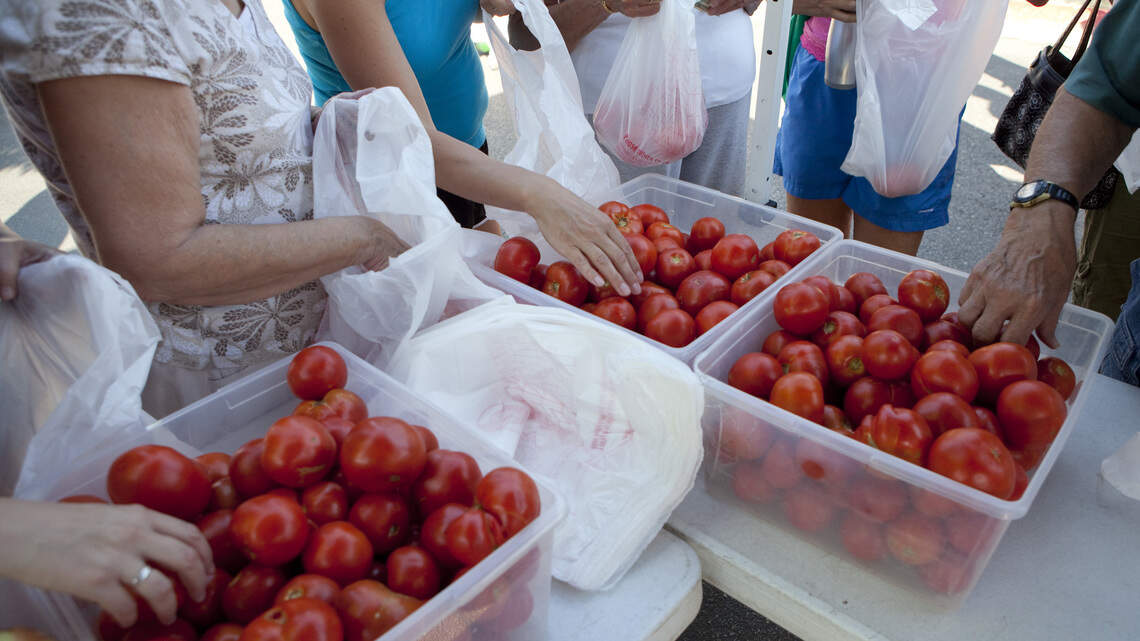 Tomatoes are back: Tomato Fest returns for third year