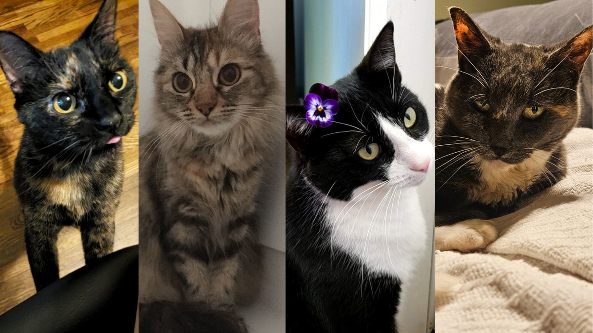 From more than 160 submissions, Wichita Eagle voters have narrowed the picks for cutest cat down to the top 10. But who should make the final four?