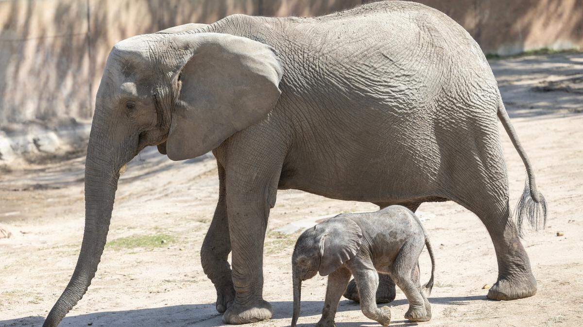 Sedgwick County Zoo’s elephant herd got bigger, and cuter, with the arrival of two new calves in April. The zoo is among the participants in this year’s Sunflower Summer program.