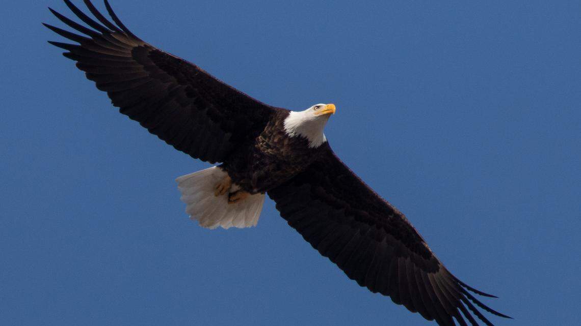 The U.S. bald eagle population has quadrupled since 2009, the U.S. Fish and Wildlife Service reported. There are about 316,700 individual bald eagles in the lower 48 states.