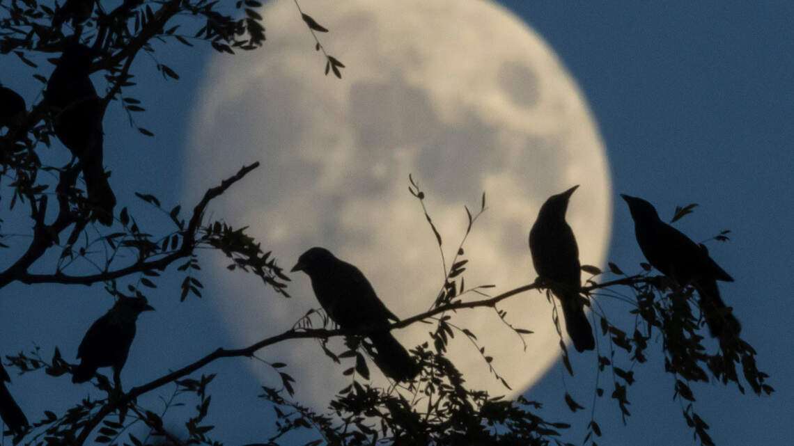 February’s full moon should shine ‘very brightly.’ Here’s when to see it in Wichita