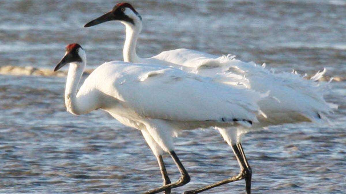 Whooping cranes walk in-step at Quivira National Wildlife Refuge, Stafford County.