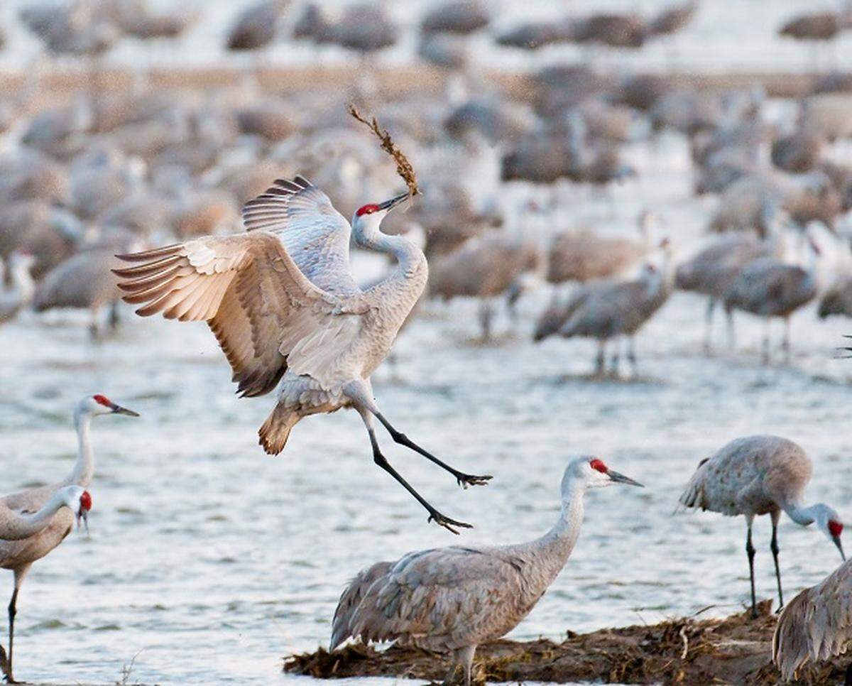 Cranes are seen in this file photo from the Iain Nicolson Audubon Center at Rowe Sanctuary.