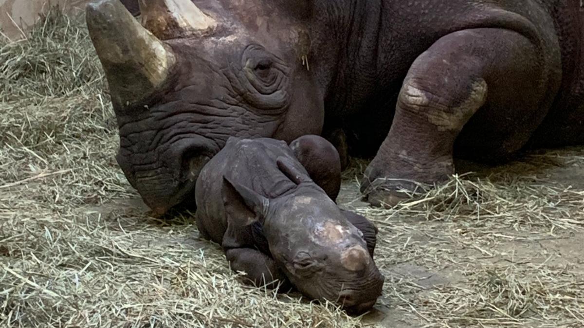 Bibi the black rhinoceros gave birth to a healthy baby boy at the Sedgwick County Zoo on Monday. The pregnancy came as a surprise after the father, the zoo’s only male of the species, died several months ago. (March 1, 2021)