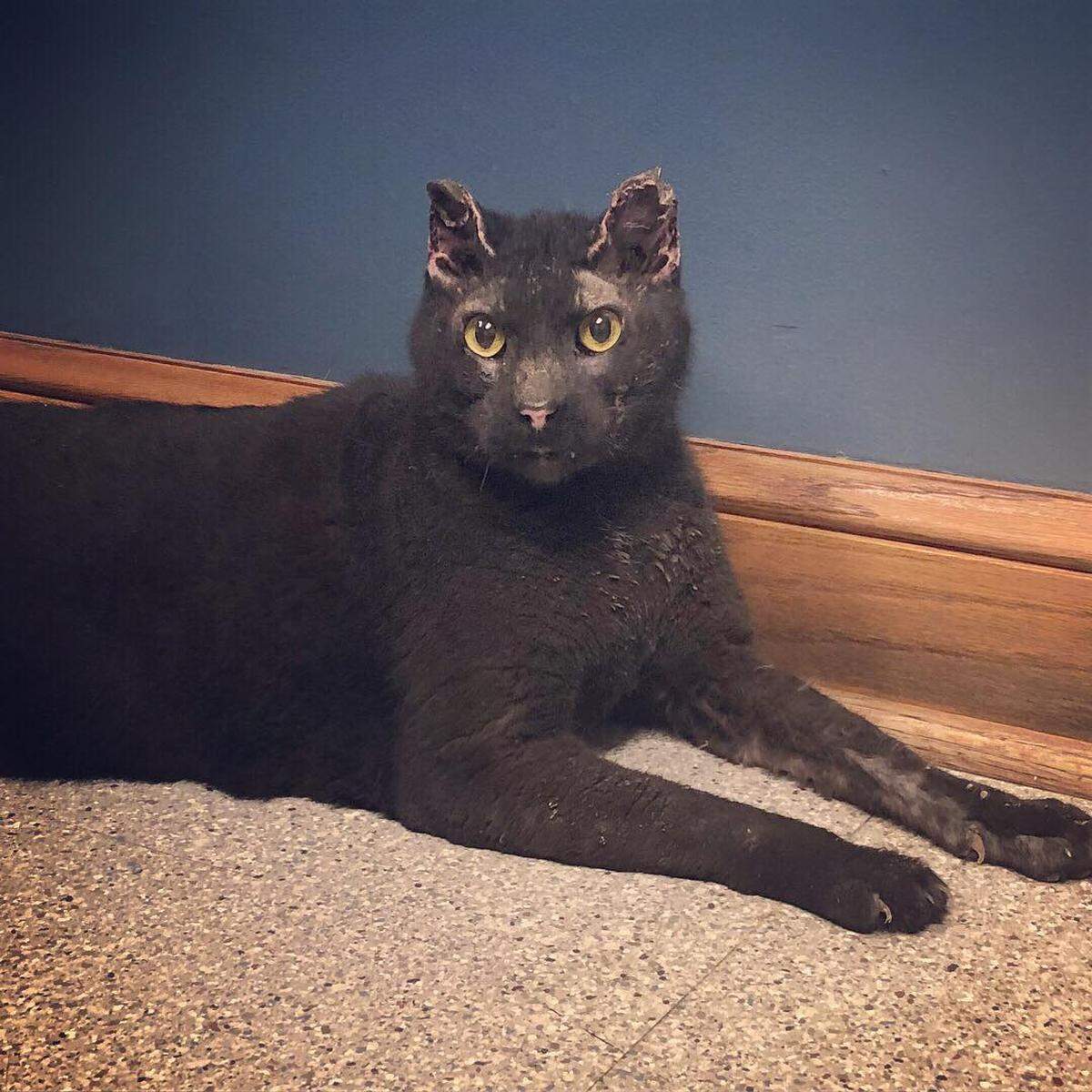 Mr. Tibbs the cat was rescued three weeks after his owner’s house exploded.