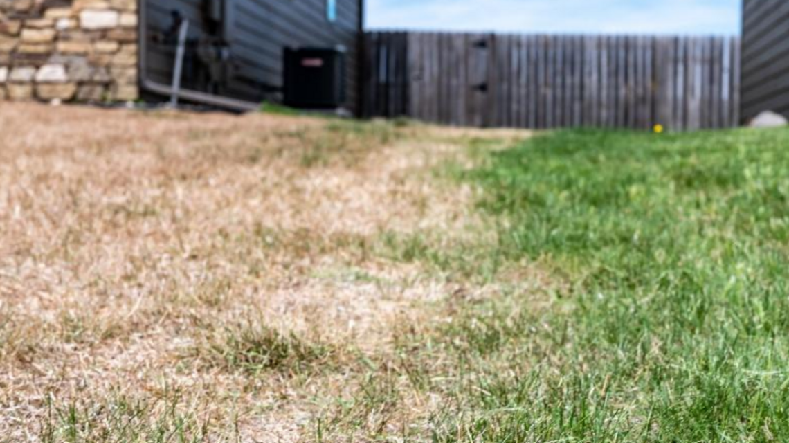 Did your lawn go dormant due to summer heat? Here’s what Kansas experts recommend