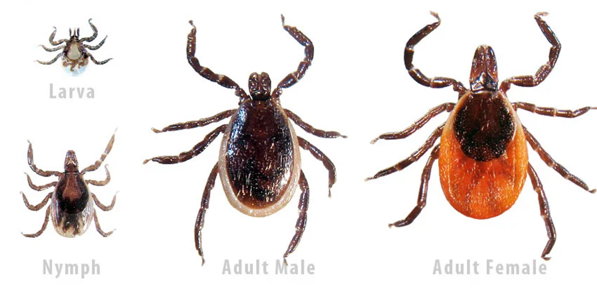 Blacklegged tick.