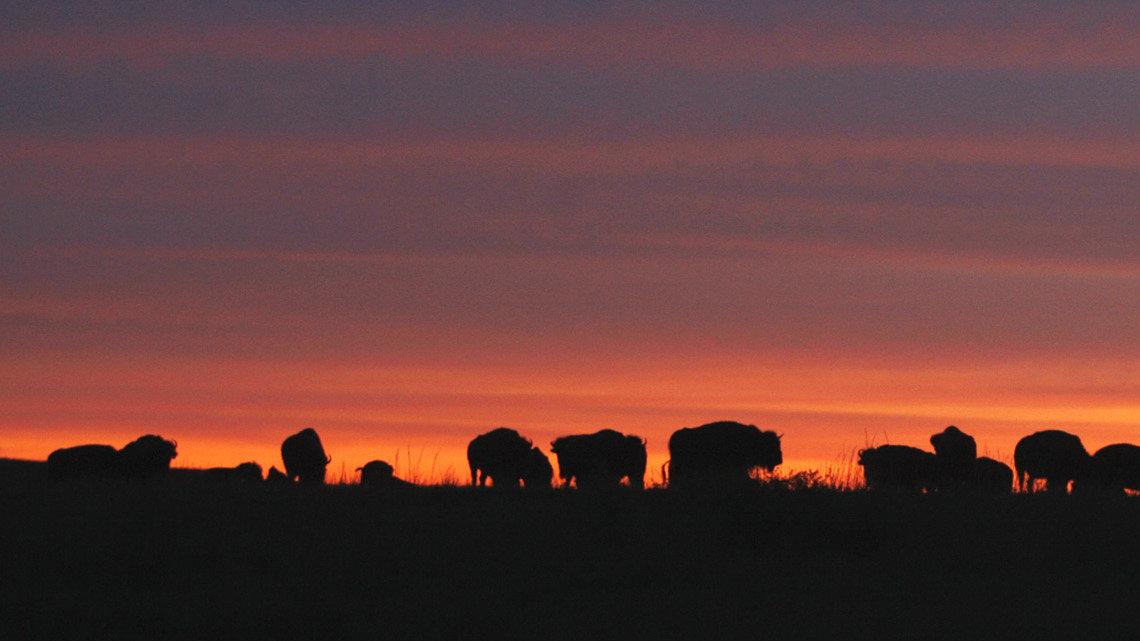 On the 43,000-acre Z Bar ranch in Barber County, buffalo have been making a comeback. More than 3,000 buffalo roam the prairie along with prairie dogs and antelope. By the late 1800s, buffalo had nearly disappeared from the Kansas landscape as the railroads and settlers moved in.