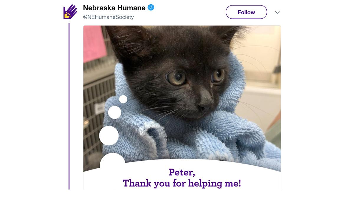 Herald the kitten thanks the man who fell while trying to save him.