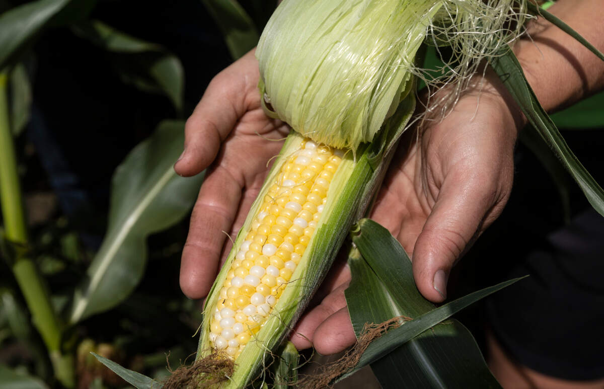 An ear of Gaeddert Farms sweet corn ready is for harvest near Buhler.
