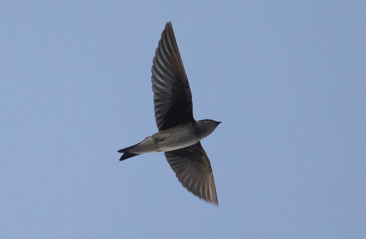 Purple Martins depend on humans building them houses to survive, and their numbers have dwindled.