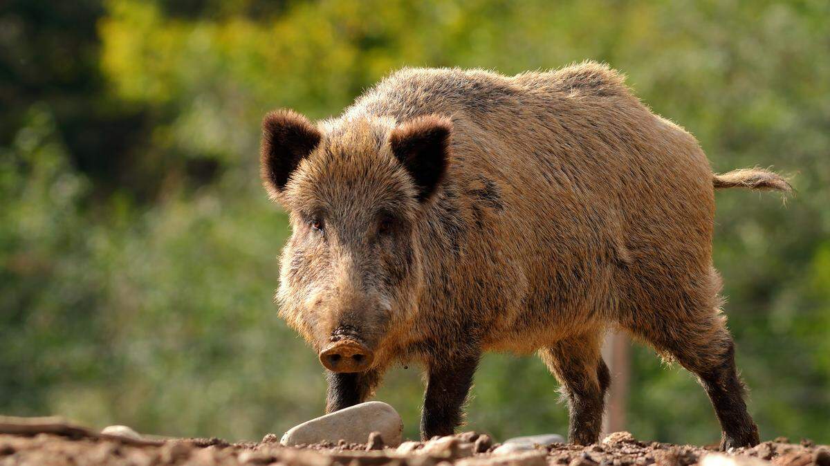 A boar is seen in this stock photo. A recent analysis found feral hogs have been sighted in 29 Kansas counties.