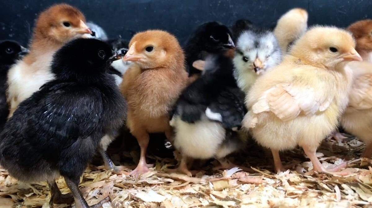 Baby chicks including Black Australorps, Rhode Island Reds and Buff Orpingtons huddle next to each other for warmth in their brooding pen.