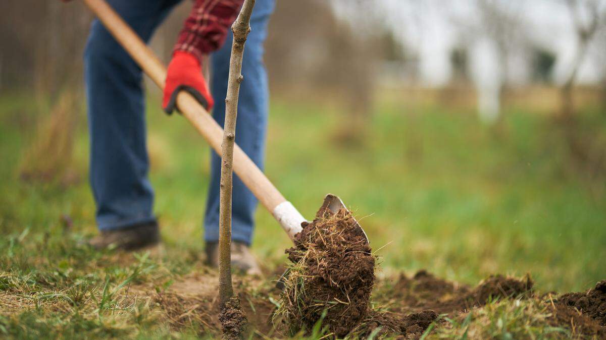 Many new trees — 5 years old or younger with trunks 2 inches or less in diameter — can survive and thrive on 10 gallons of water a week.