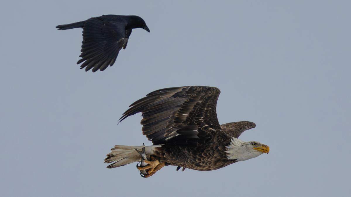 A bald eagle carrying a fish is tailed by a crow over the Arkansas River south of downtown Wichita on Thursday. You can watch a live stream of nesting bald eagles in Blue Springs on YouTube.