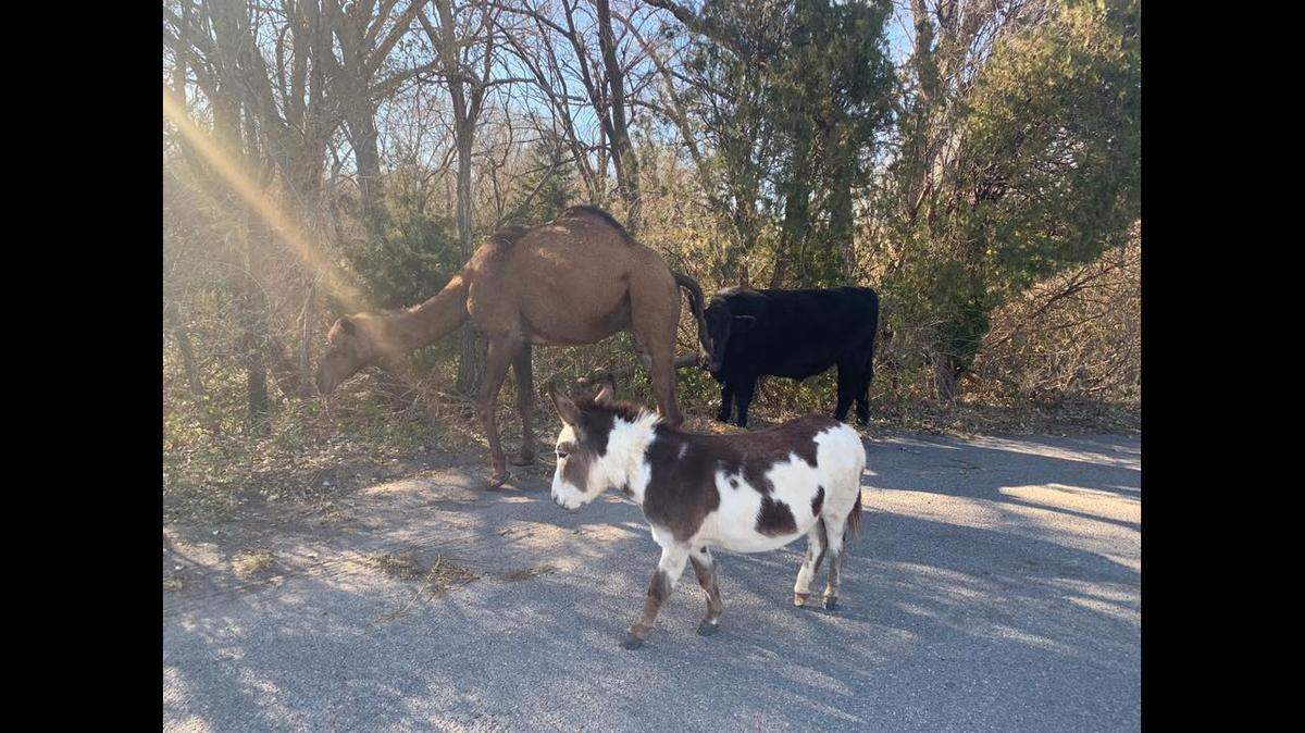Police in Kansas say they were able to track down the owner of the three animals.