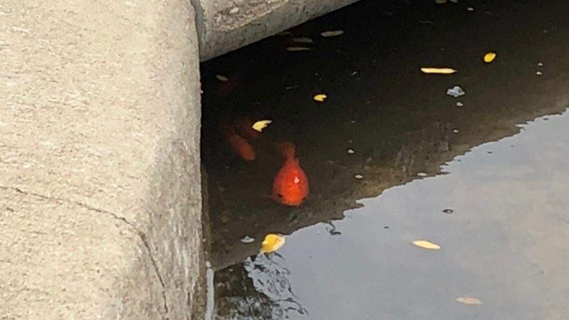Fish were spotted in an overflowing storm drain on the Newman University campus on Tuesday. City officials say it’s not common, but it’s not unusual to find fish in the drains after heavy rains.