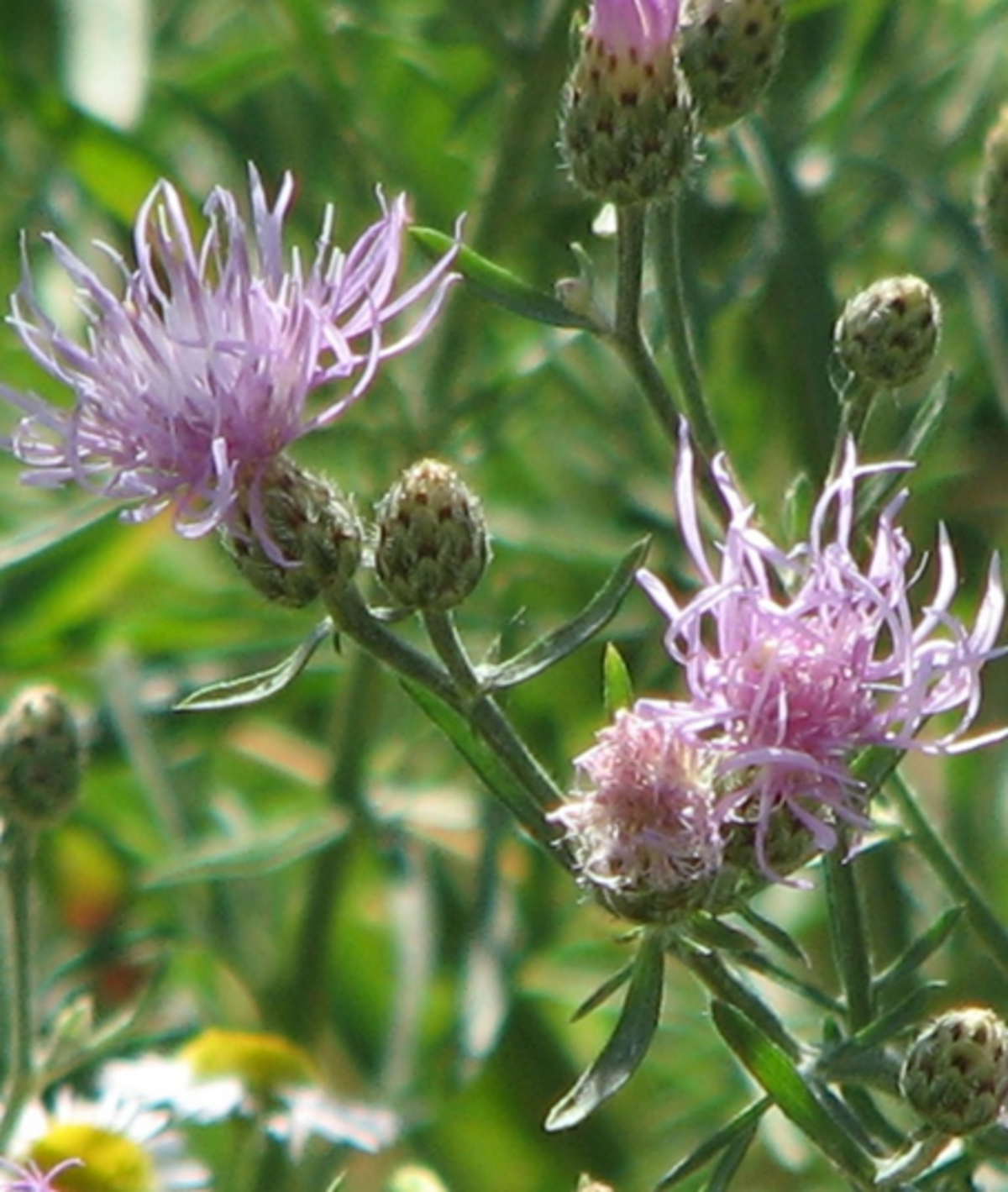 Spotted knapweed
