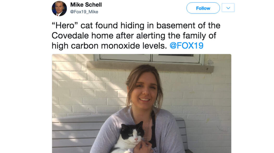 Boo was a quiet cat. Then he meowed 'like he's been waiting his whole life' to be a hero