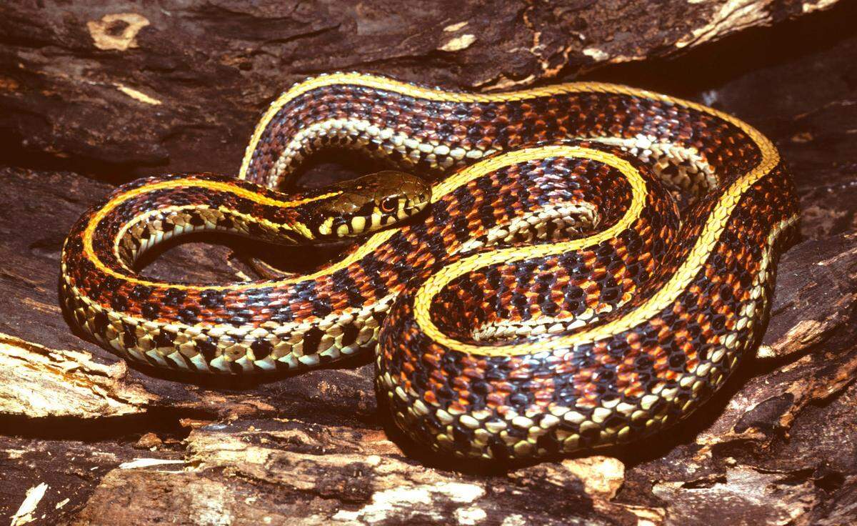 Plains Gartersnake.
