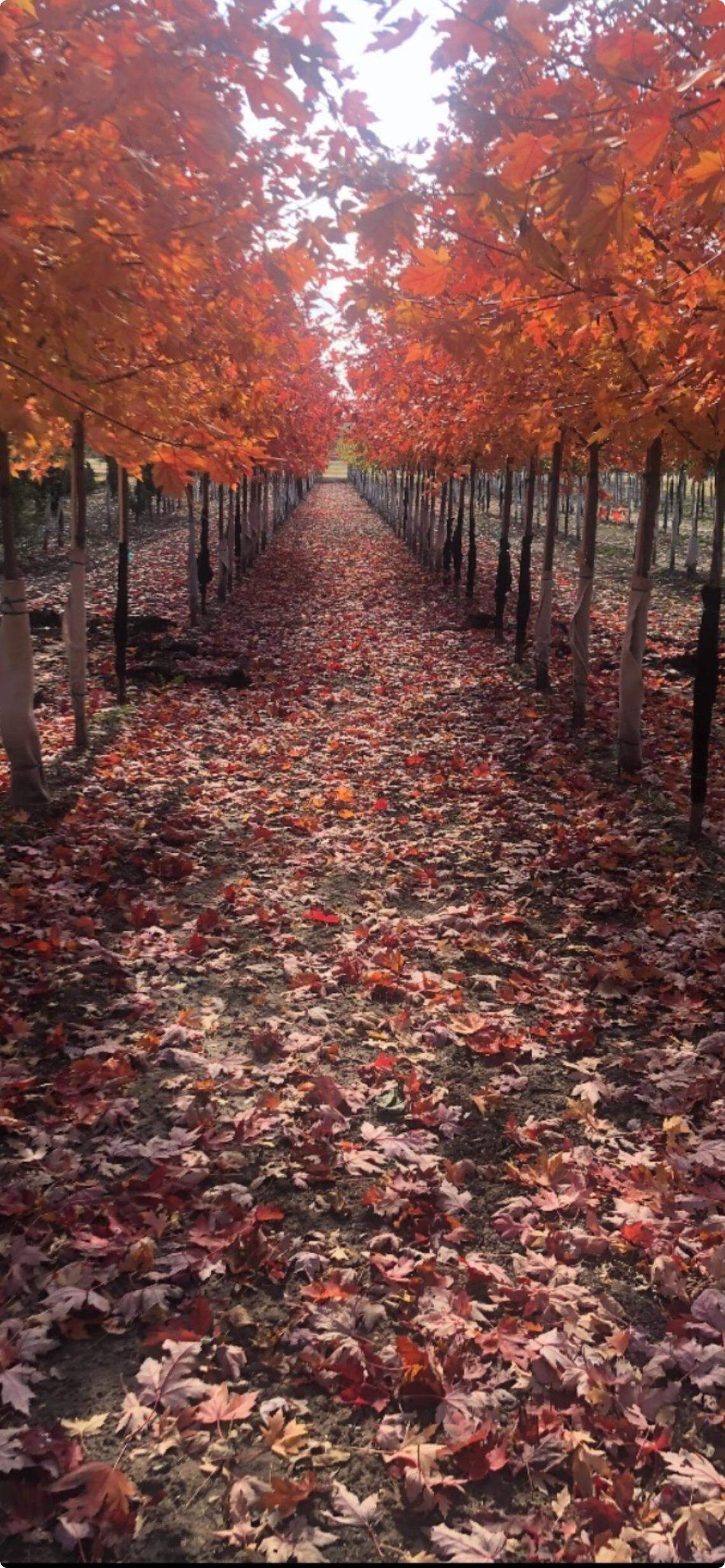 Former Hillside Nursery owner R.E. McHenry purchased 240 acres a mile south of Derby to start a tree farm, though trees that will later be for sale are planted on only 40 of the acres.