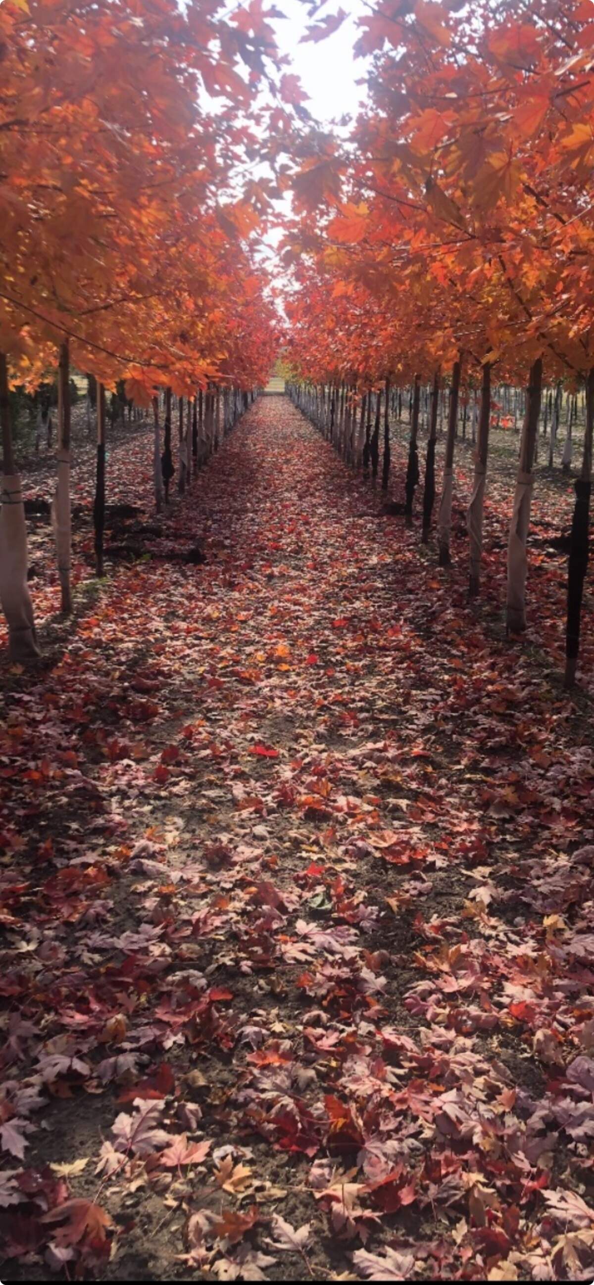 Former Hillside Nursery owner R.E. McHenry purchased 240 acres a mile south of Derby to start a tree farm, though trees that will later be for sale are planted on only 40 of the acres.