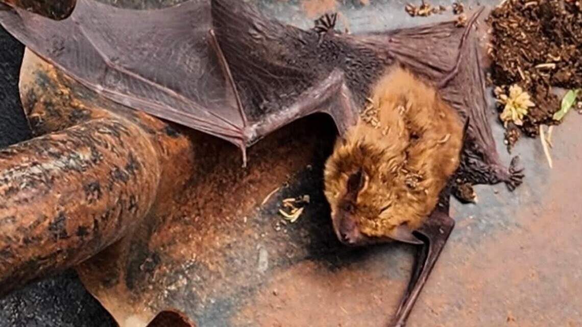 Wichita middle school deals with bats as KDHE warns of potential rabies exposures