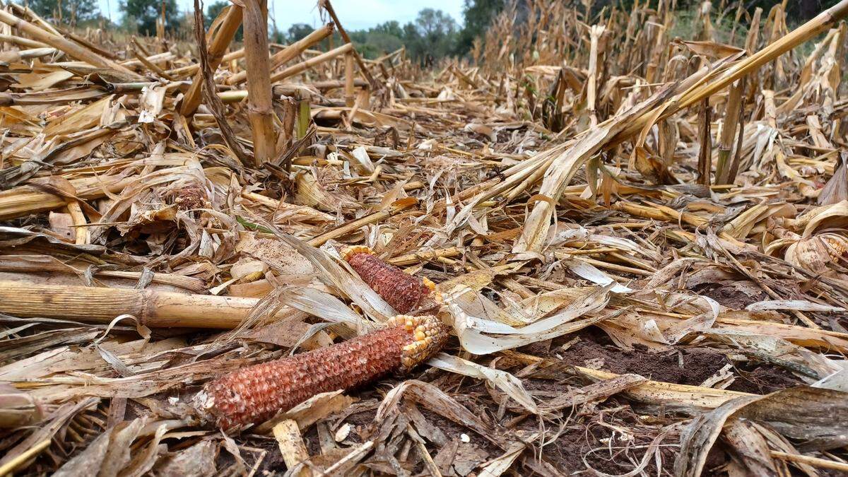 Corn fields are popular food sources for deer in Kansas. But some hunters attempt to “train” deer to use feeders filled with hundreds of pounds of corn, drawing large numbers of deer into close proximity, making it easier for deer to spread diseases like Chronic Wasting Disease.
