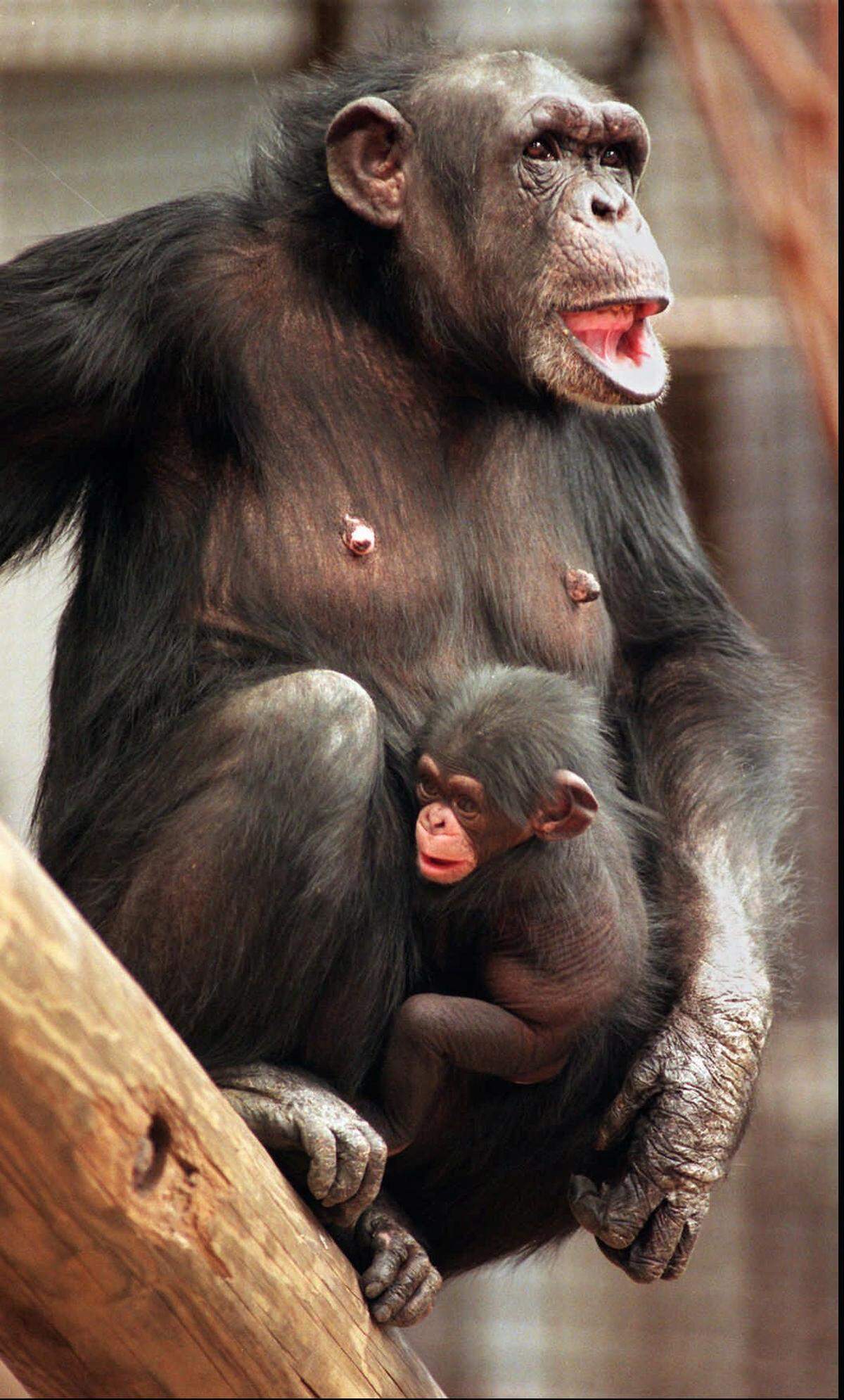 3/10/97 baby chimp Anthony Reed ***** Audra with her new born screams at other Chimps about something that only other chimps would know. The baby, yet to be named was born on Feb. 24th.