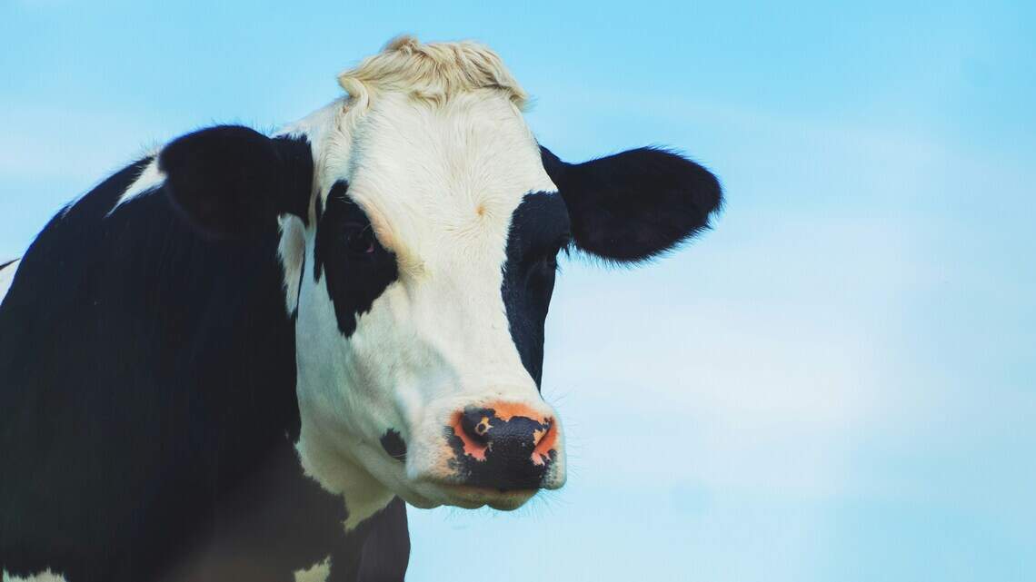 Can your neighbor have chickens? A cow or a goat? What Wichita ordinance says