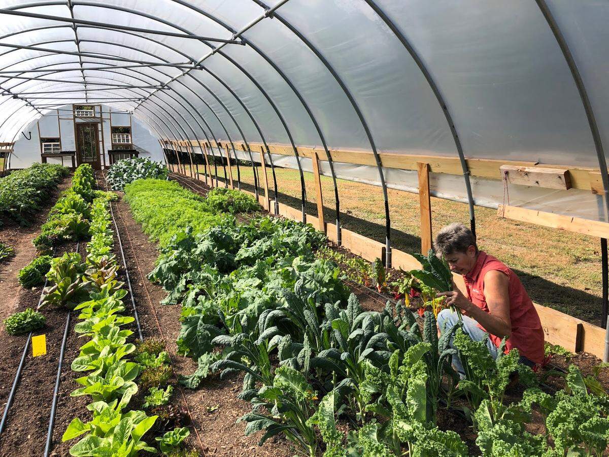 Sally Kimball picks fresh produce at the Bartlett Arboretum’s “Hoop House” where the Soil Sisters grow vegetables and herbs