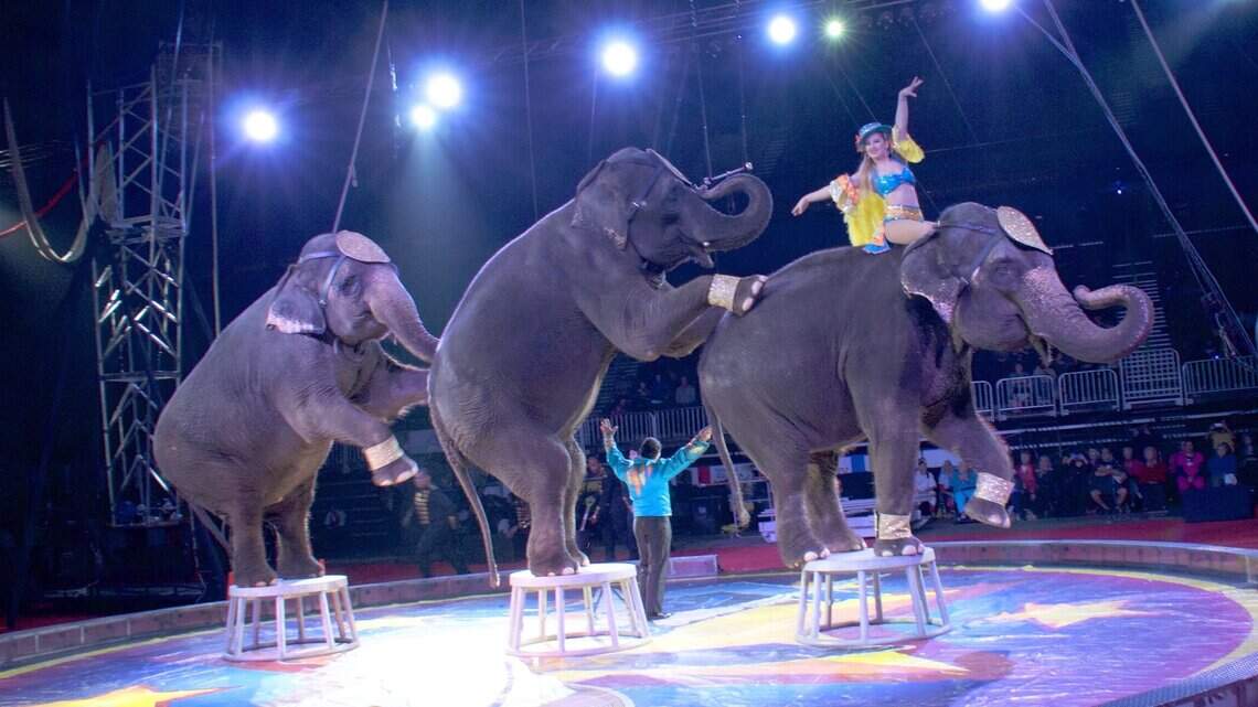 The circus is back and town and has brought elephants and acrobats with it