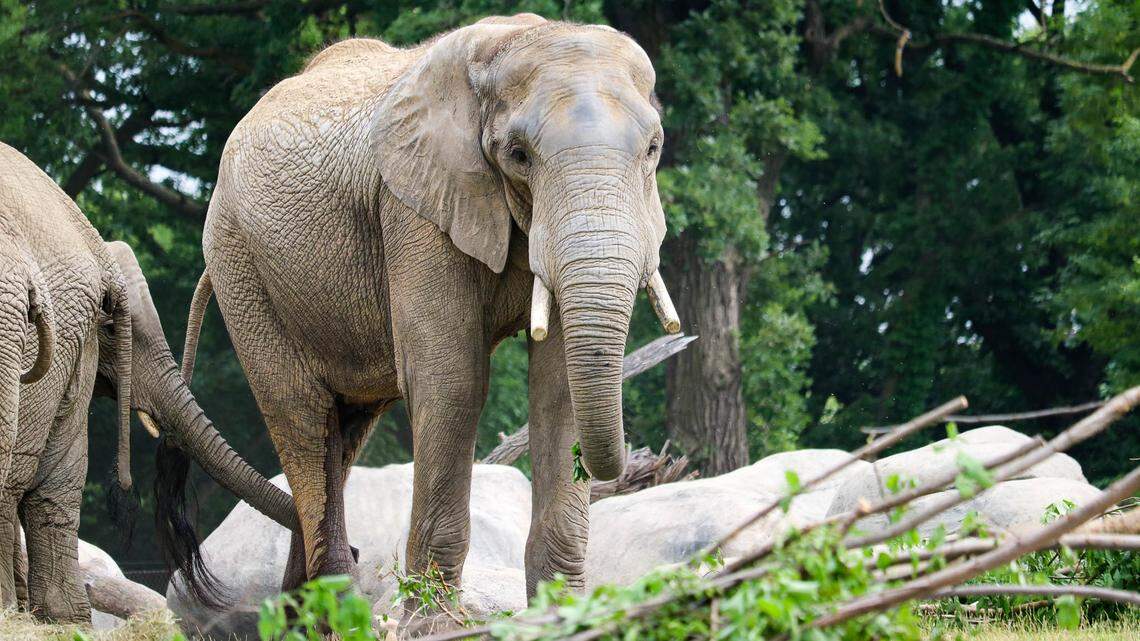 Callee, a bull elephant who’s been living in Omaha’s Henry Doorly Zoo, has in recent years impregnated five of Omaha’s female elephants. He’s now moving to Wichita.